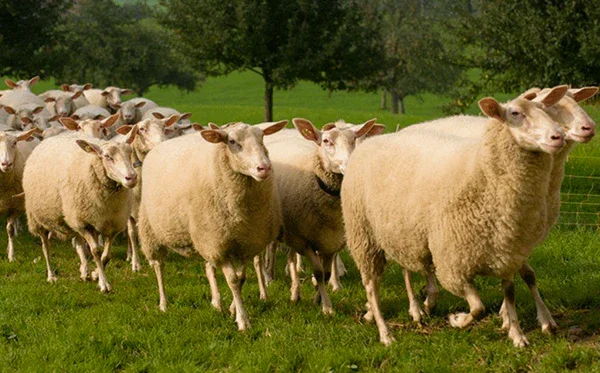Sheep for Milk, Wool & Cheese — Whispering Pines Dairy